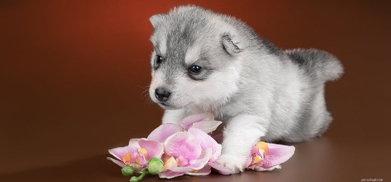 Are Artichokes Safe and Nutritious for Your Dog?
