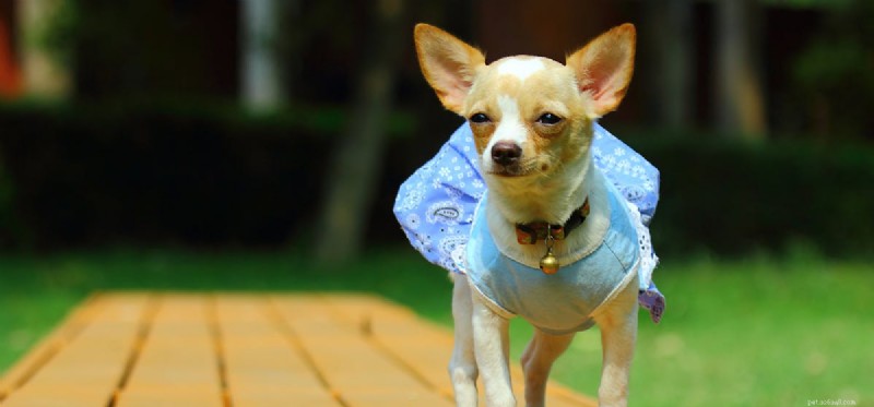 Do Dogs Actually Taste Bacon? What You Need to Know