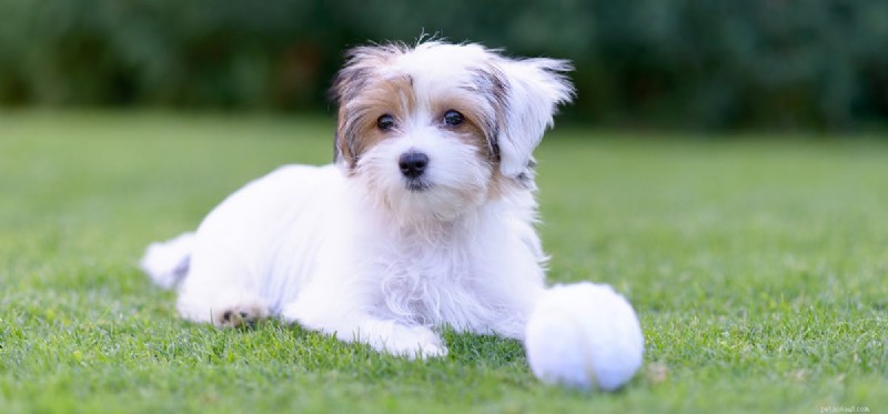 Do Dogs Actually Taste Bacon? What You Need to Know