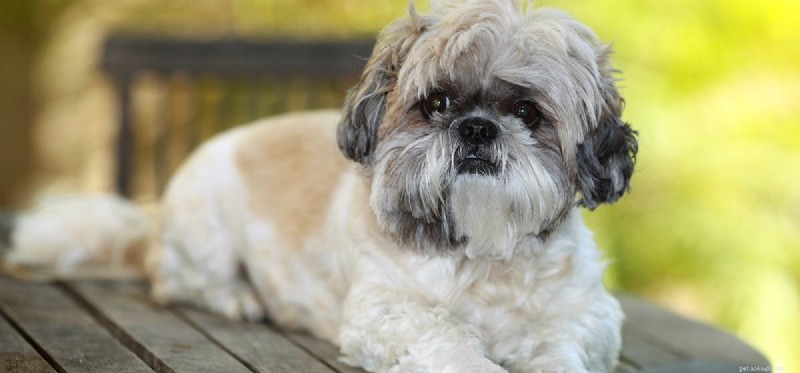 Do Dogs Really Taste Beans? A Guide to Safe Bean Consumption