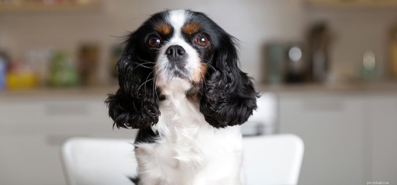 Do Dogs Really Taste Beans? A Guide to Safe Bean Consumption