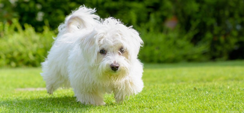 Do Dogs Really Taste Beans? A Guide to Safe Bean Consumption