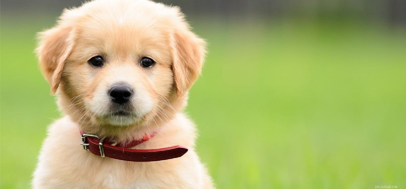 Is Beet Juice Safe for Dogs? Health Benefits & Feeding Tips