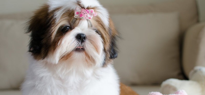 Is Beet Juice Safe for Dogs? Health Benefits & Feeding Tips