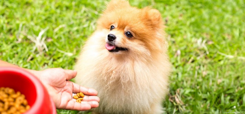 Do Dogs Really Taste Bittersweet Foods? Understanding Their Palate