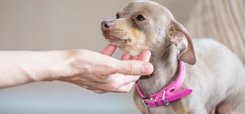 Do Dogs Really Taste Bittersweet Foods? Understanding Their Palate