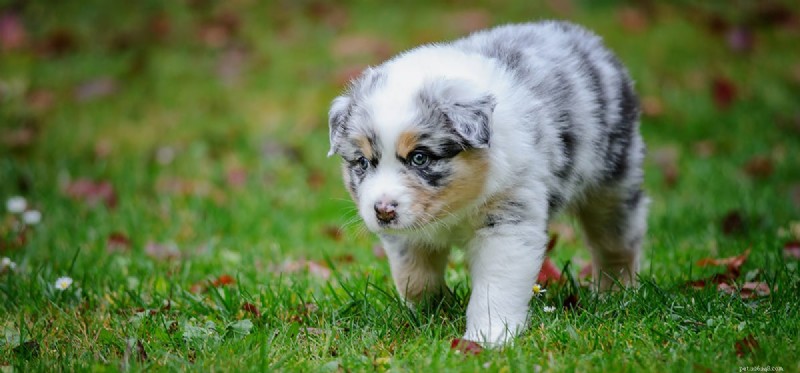 Do Dogs Safely Eat Blackberries? A Nutritional Guide