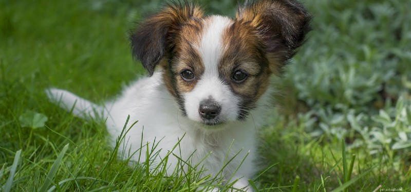 Do Dogs Safely Eat Blackberries? A Nutritional Guide
