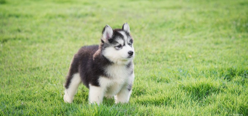 Do Dogs Safely Eat Blackberries? A Nutritional Guide