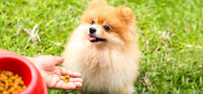 Do Dogs Detect Bland Foods? A Guide to Taste and Diet
