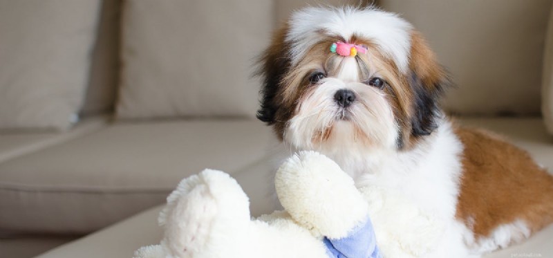 Can Dogs Safely Enjoy Blueberries? A Guide to Treating Your Pet