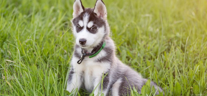 Can Dogs Safely Enjoy Blueberries? A Guide to Treating Your Pet