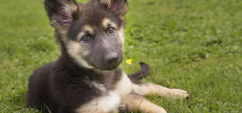 Can Dogs Safely Enjoy Blueberries? A Guide to Treating Your Pet