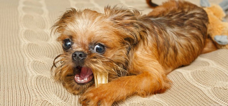 Can Dogs Taste Bone Broth? A Guide to Benefits & Safety