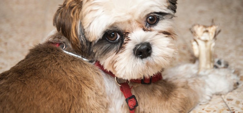 Can Dogs Taste Bone Broth? A Guide to Benefits & Safety