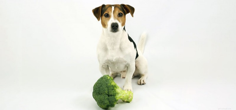 Can Dogs Safely Eat Broccoli? A Vet’s Guide