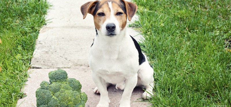 Can Dogs Safely Eat Broccoli? A Vet’s Guide