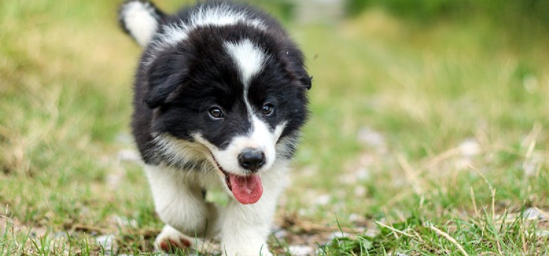 Do Dogs Taste Brussels Sprouts? A Trusted Guide to Feeding Your Pup These Nutritious Veggies