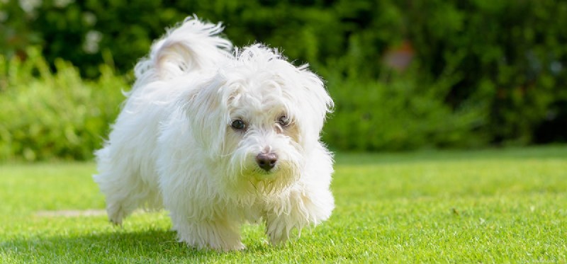 Do Dogs Taste Brussels Sprouts? A Trusted Guide to Feeding Your Pup These Nutritious Veggies