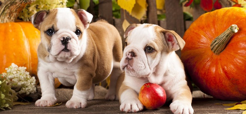 Can Dogs Taste Butternut Squash? Safe, Healthy, and Delicious