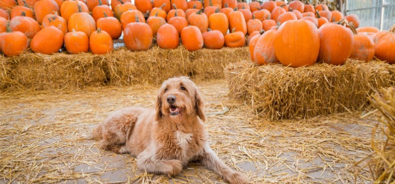 Can Dogs Taste Butternut Squash? Safe, Healthy, and Delicious