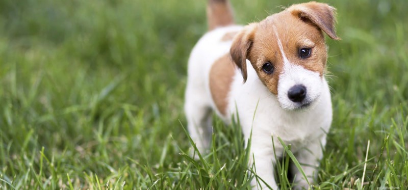 Do Dogs Enjoy Butter? Understanding Their Taste Preferences