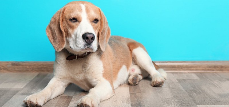 Do Dogs Enjoy Butter? Understanding Their Taste Preferences