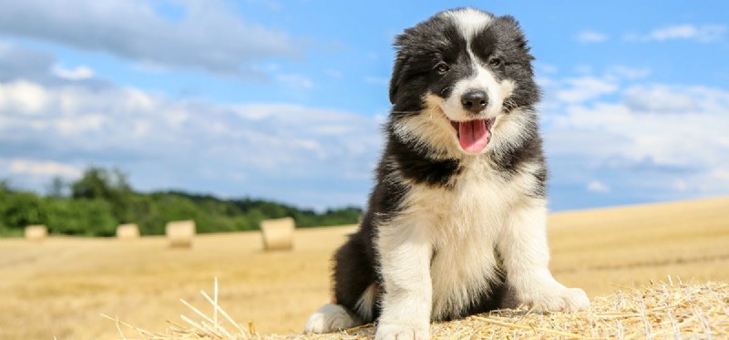 Do Dogs Enjoy Butter? Understanding Their Taste Preferences