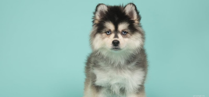 Do Dogs Enjoy Butter? Understanding Their Taste Preferences