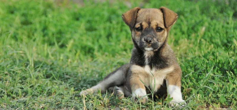 Is Cantaloupe Safe and Nutritious for Your Dog?