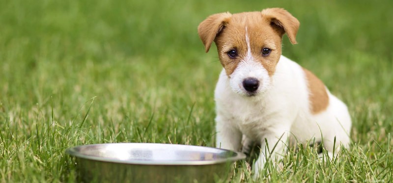 Is Cantaloupe Safe and Nutritious for Your Dog?