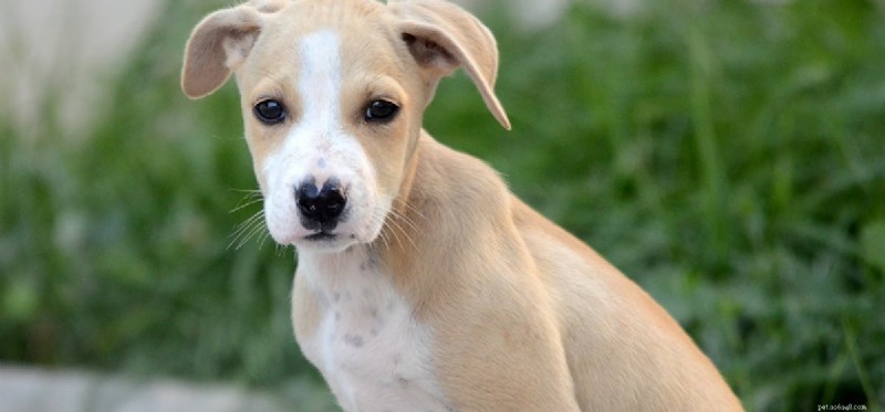 Is Cantaloupe Safe and Nutritious for Your Dog?