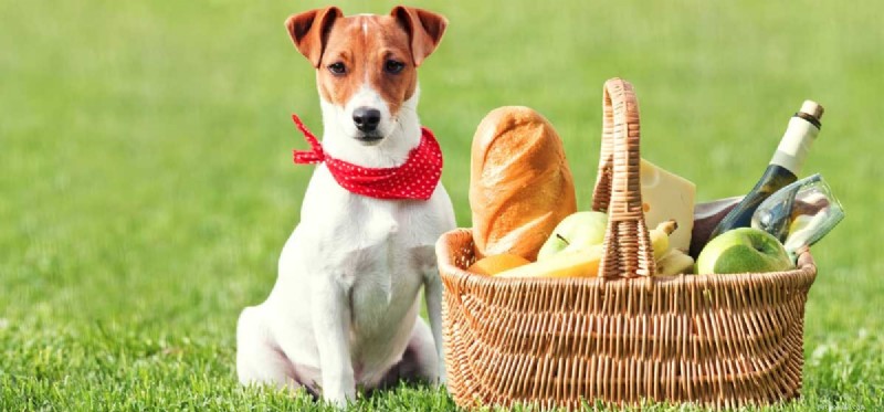 Do Dogs Actually Taste Cheese? A Scientific Look at Their Palate