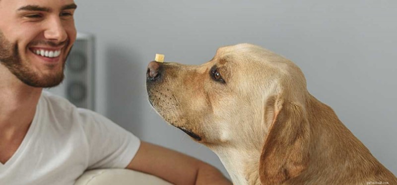 Do Dogs Actually Taste Cheese? A Scientific Look at Their Palate