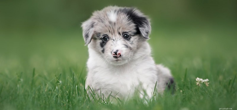 Are Cherries Safe for Dogs? A Guide to Their Health Benefits and Risks