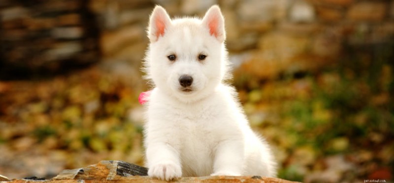 Are Cherries Safe for Dogs? A Guide to Their Health Benefits and Risks