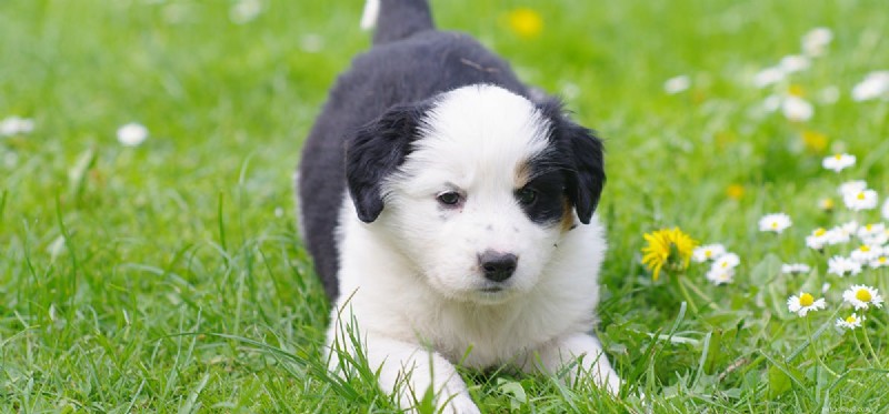 Are Cherries Safe for Dogs? A Guide to Their Health Benefits and Risks