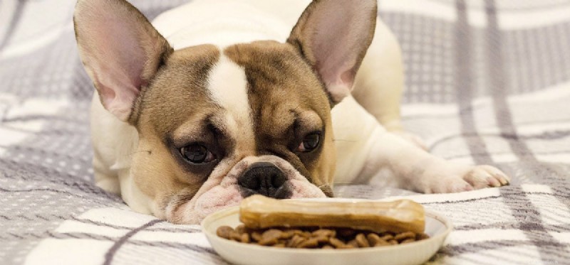 Do Dogs Really Taste Chewy Foods? Expert Insights