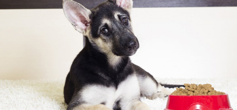 Do Dogs Really Taste Chewy Foods? Expert Insights