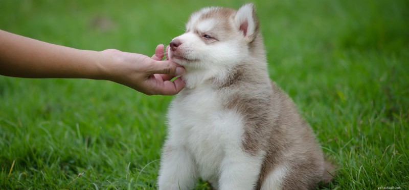 Do Dogs Really Taste Chewy Foods? Expert Insights