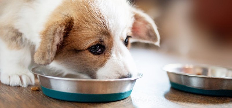Is Coconut Milk Safe for Dogs? What You Need to Know