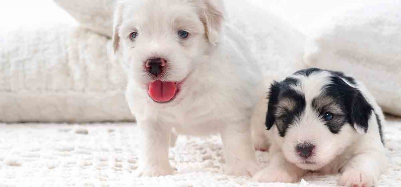 Is Coconut Milk Safe for Dogs? What You Need to Know