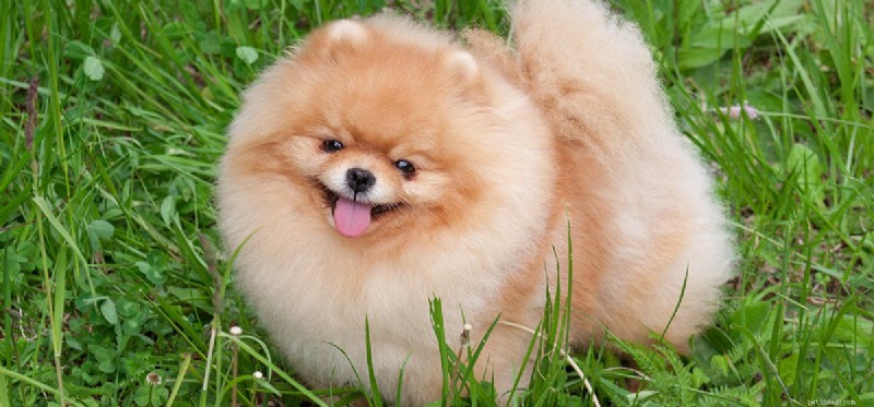 Is Coconut Milk Safe for Dogs? What You Need to Know