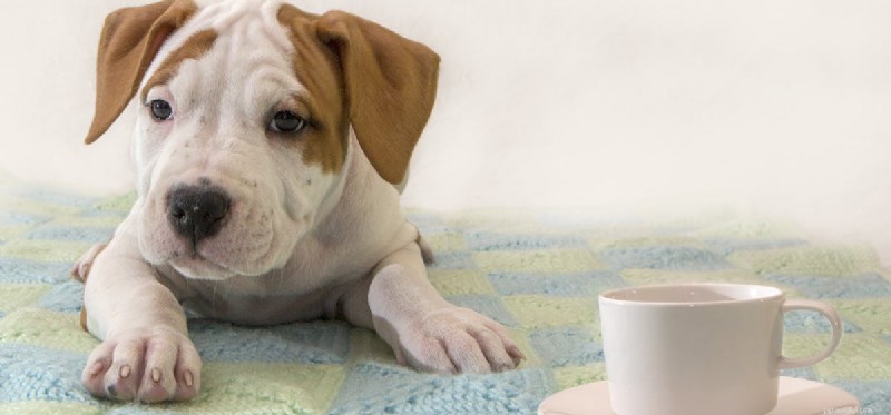 Why Coffee Is Dangerous for Dogs: A Pet Owner’s Guide