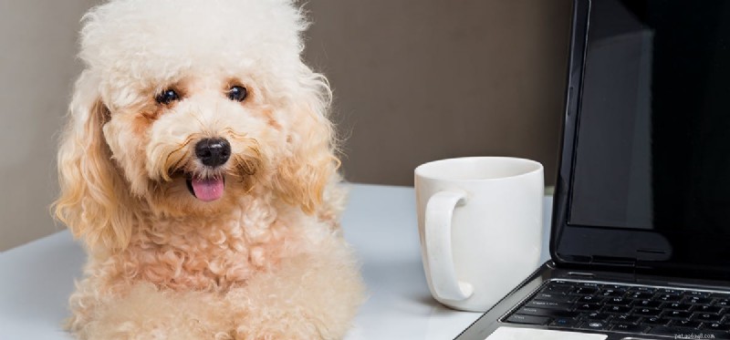 Why Coffee Is Dangerous for Dogs: A Pet Owner’s Guide