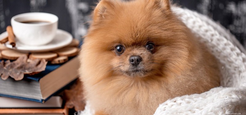 Why Coffee Is Dangerous for Dogs: A Pet Owner’s Guide