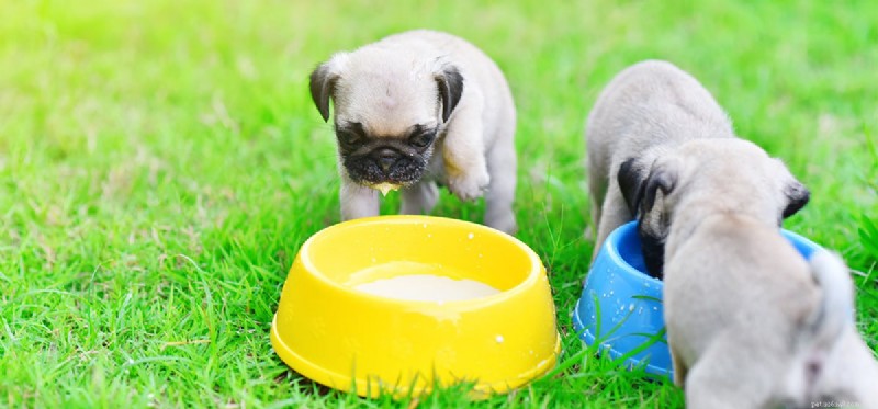 Do Dogs Really Like Cow s Milk? Here s What You Need to Know