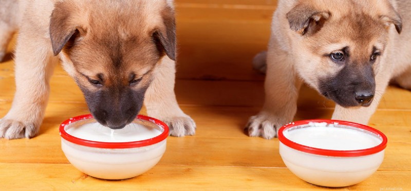 Do Dogs Really Like Cow s Milk? Here s What You Need to Know