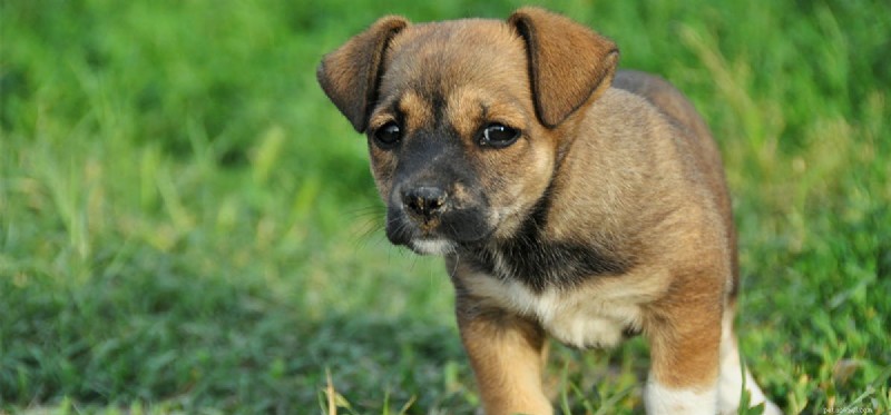 Do Dogs Really Like Cow s Milk? Here s What You Need to Know