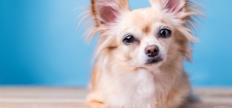 Do Dogs Enjoy Crunchy Treats? Understanding Their Taste Preferences